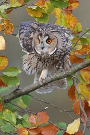 Long-eared Owl (Asio otus) by Ronald Pol