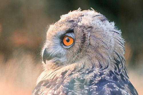 close up van jonge oehoe