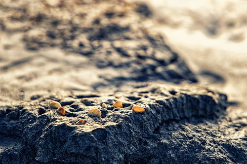 Small treasures in the mudflats by Annett Mirsberger