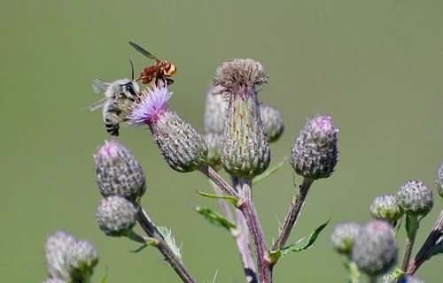 duel om het bloemetje