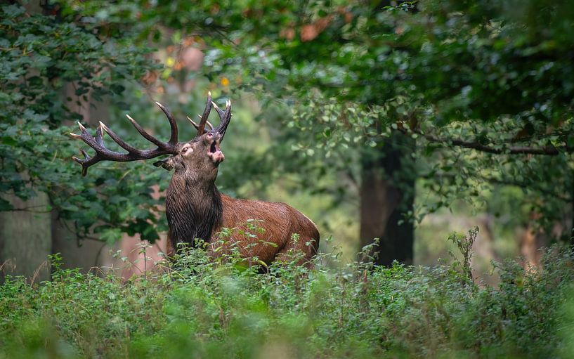 red deer by Andy van der Steen - Fotografie