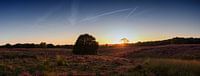 Mookerheide (panorama) von Lex Schulte Miniaturansicht