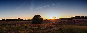 Mookerheide (panorama) von Lex Schulte