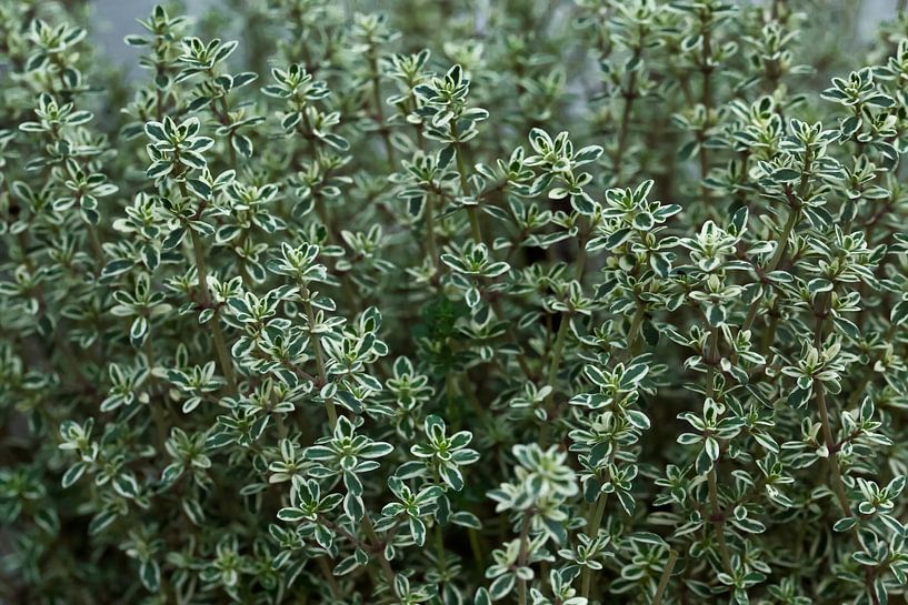 Thyme  by Saranda in 't Veld Fotografie