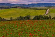 Poppies at Poggio Covili by Henk Meijer Photography thumbnail