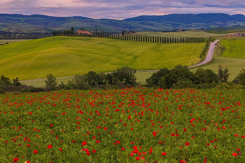 Poppies at Poggio Covili by Henk Meijer Photography