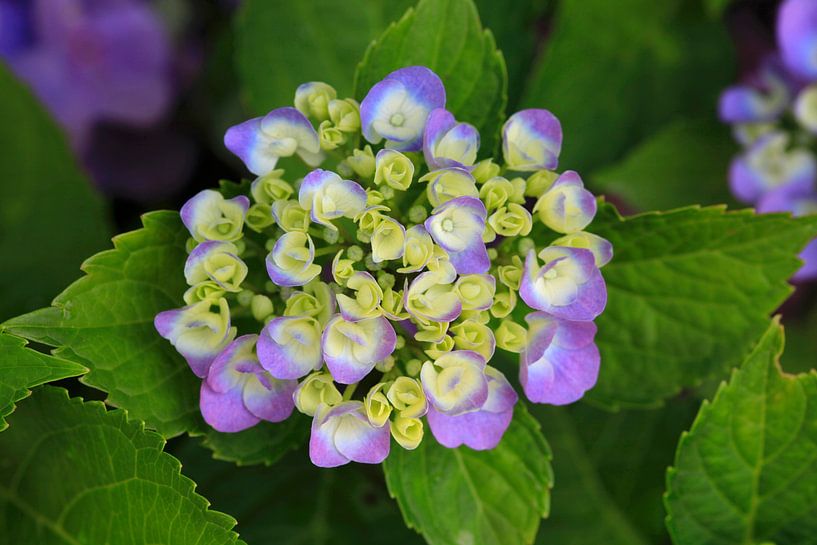 Hydrangeas by Thomas Jäger