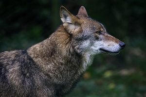 Portret van de Wolf gefotografeerd vanaf de zijkant