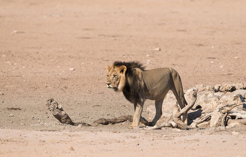 Kgalagadi King! by Robert Kok