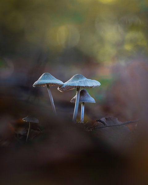 Champignons dans la forêt d'Amsterdam par Tom Zwerver
