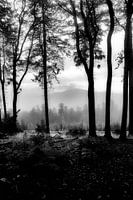 Natuur in de mist