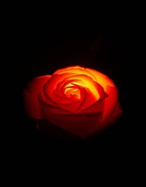 Ember Rose XII