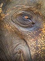 Olifant oog