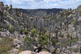 Chiricahuia, Arizona by Bernard van Zwol