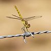 Dragonfly on barbed wire by Roosmarijn Bruijns