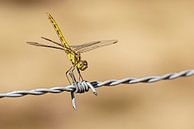 Libelle auf Stacheldraht von Roosmarijn Bruijns Miniaturansicht