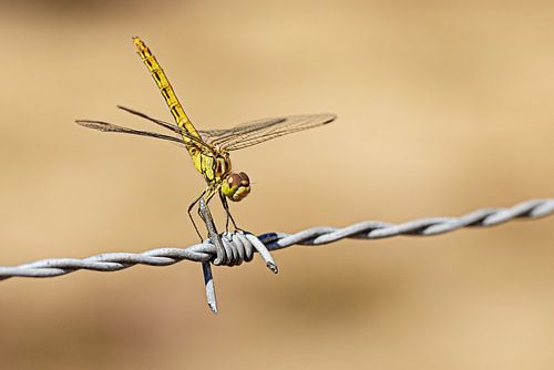 Dragonfly on barbed wire