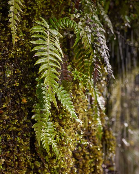 Ferns and Moss by Keith Wilson Photography
