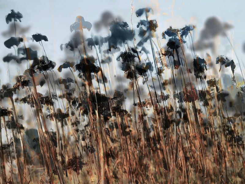 The Fields LXII by Zand