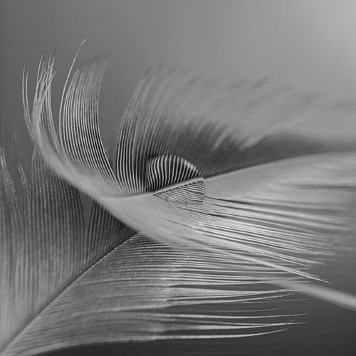 Stilleven in zwart-wit (grijstinten): Een druppel op een veertje
