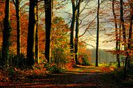 Herbst im Spanderswoud von Annie Snel Miniaturansicht
