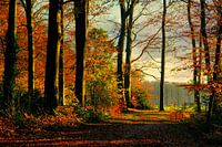 Spanderswoud in herfstkleuren