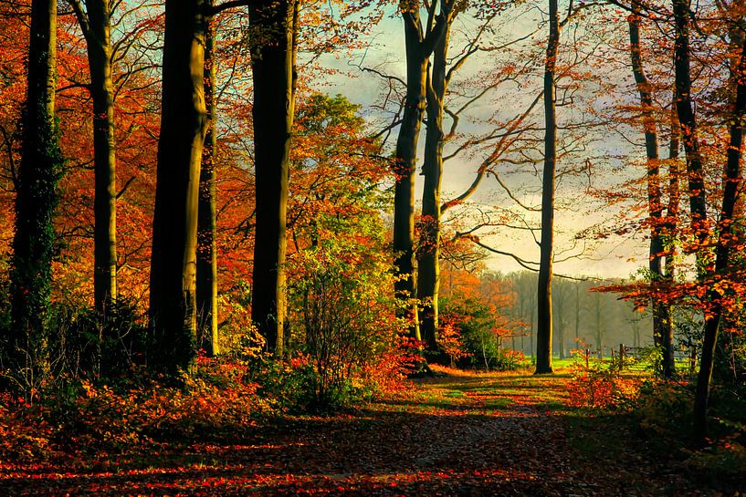 Herbst im Spanderswoud von Annie Snel