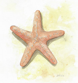 Seestern in Aquarell von Sandra Steinke
