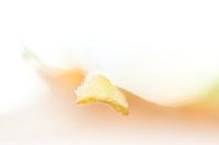 Autumn leaf
