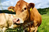 Landleben - Glückliche Rinder II van DeVerviers thumbnail