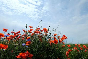 Droomgebied van Ostsee Bilder