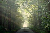 Foggy morning
