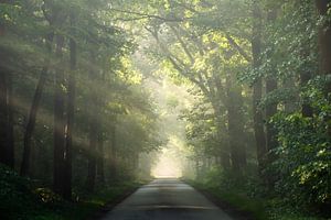 Matin brumeux sur Jeroen Linnenkamp