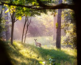 A deer in Oranjezon nature reserve by Danny Bastiaanse