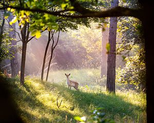 Ein Hirsch im Naturschutzgebiet Oranjezon