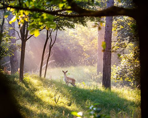 Ein Hirsch im Naturschutzgebiet Oranjezon