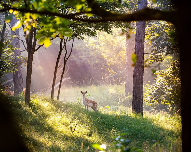 A deer in Oranjezon nature reserve by Danny Bastiaanse