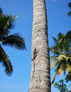 A monitor lizard on a palm tree.