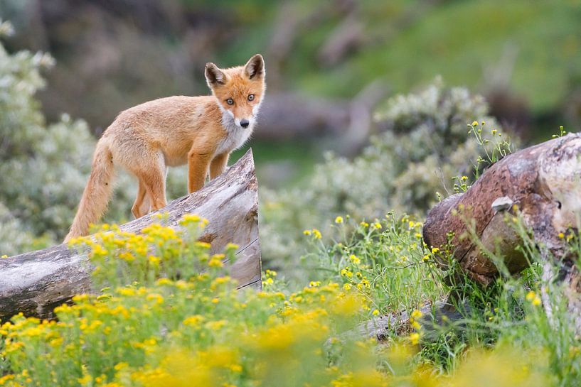 renard roux par Pim Leijen