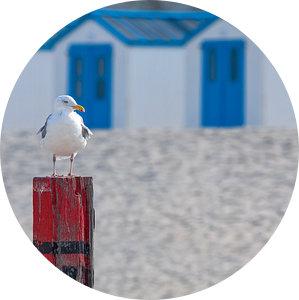 Strand de Koog, Texel. van Justin Sinner Pictures ( Fotograaf op Texel)