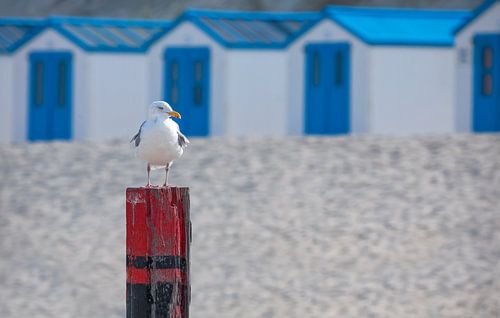 Strand de Koog, Texel.