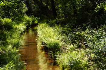 Bos riviertje met varens in de zon