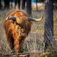 Schotse hooglander
