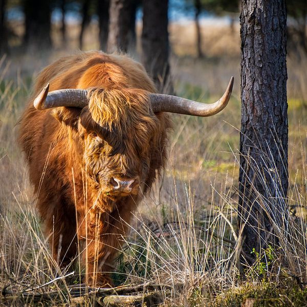 Schotse hooglander van John Goossens Photography