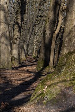 Tree Path by Marco Leeggangers