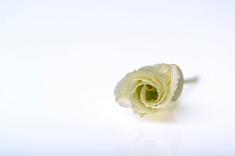 Rose by Thomas Heitz