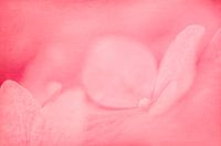 Pinker than pink
