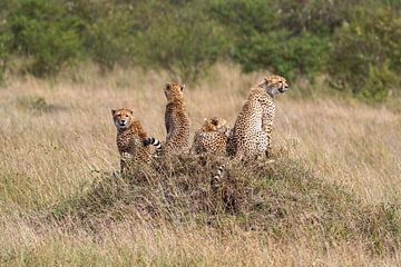 Geparden in der Savanne der Masai Mara von Roland Brack