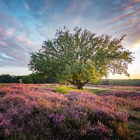 Table Mountain Heath by Tashina van Zwam