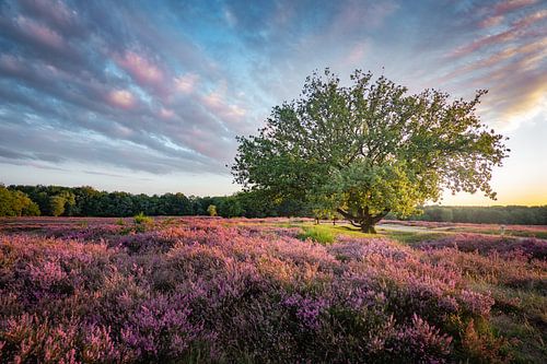 Table Mountain Heath by Tashina van Zwam